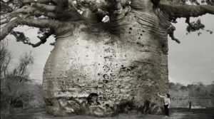 Image of ancient baobab tree